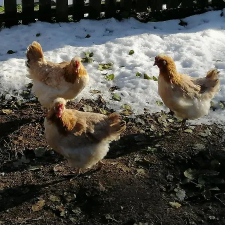 Zangerl - Kobelerhof Apartment *