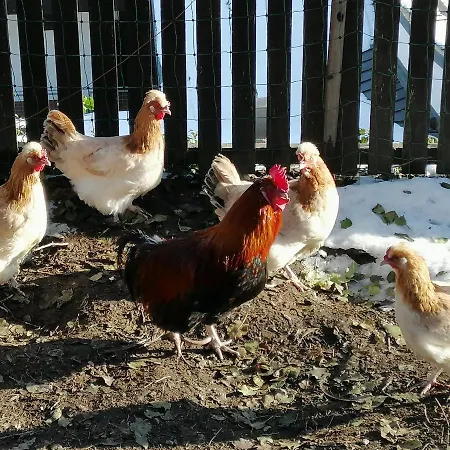 Apartment Zangerl - Kobelerhof