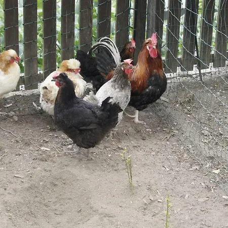 Zangerl - Kobelerhof *