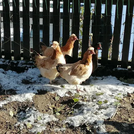 Zangerl - Kobelerhof Διαμέρισμα Landeck